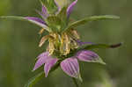 Spotted beebalm